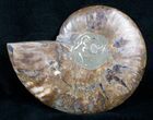 Beautiful Split Ammonite (Half) #5653-1